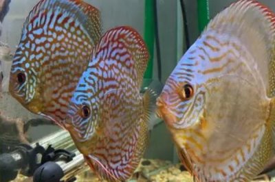 七彩神仙魚適合喂什么飼料，可飼喂冷凍紅蟲、線蟲、豐年蝦等食物
