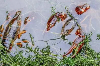 養(yǎng)殖小龍蝦的模式有哪些，可分為蝦池精細(xì)養(yǎng)殖、水田開放式養(yǎng)殖、魚蝦混合養(yǎng)殖等類型