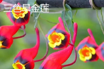 旱金蓮有哪些優(yōu)質(zhì)品種，常見的有三色旱金蓮、天藍(lán)旱金蓮等