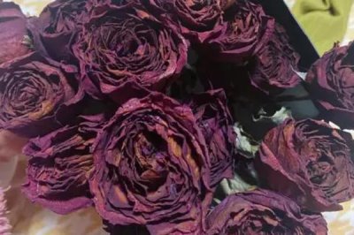 玫瑰花插水里怎么保鮮，每隔一兩天就需要換水一次