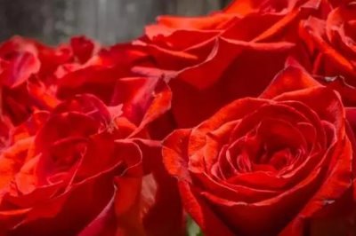 21朵玫瑰的花語(yǔ)，不同顏色的玫瑰花語(yǔ)不同