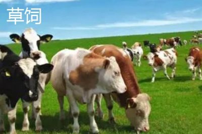 谷飼與草飼有什么區(qū)別，前者指牛的主食為谷物、后者指牛的主食為青草