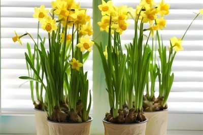 家里為什么不能養(yǎng)水仙花，因?yàn)榧依镎w光線不好