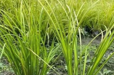 石菖蒲種植三年畝產(chǎn)多少斤，畝產(chǎn)鮮貨在400-500公斤左右