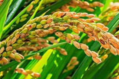 華香馬蒂水稻種簡(jiǎn)介，秧田播種量每畝24公斤