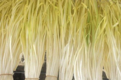 秋天種植的蔬菜有哪些，包括菠菜、香菜、白菜、蘿卜等品種