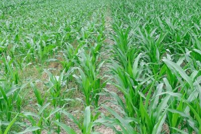 豪萩玉7號（試驗名稱：豪萩玉7號）玉米種子介紹，全生育期122.46天