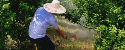 聯(lián)肼乙螨唑有什么作用，可用來防治螨蟲