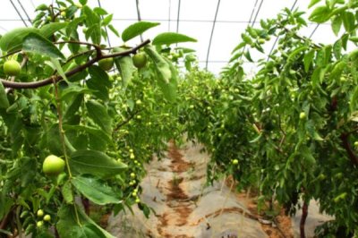冬棗的種植環(huán)境要求，需具備充足的光照、土壤需足夠肥沃