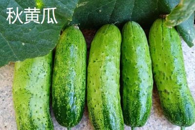七月份適合種什么農(nóng)作物，正處于炎熱季節(jié)