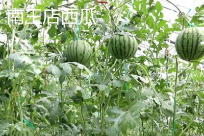 山東定陶區(qū)的特產(chǎn)，南王店西瓜深受市場(chǎng)的歡迎