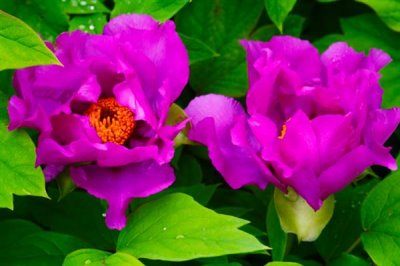 牡丹花的花語(yǔ)，寓意富貴、吉祥、幸福等