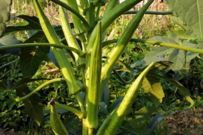 2017年種什么比較賺錢(qián)，種植山藥利潤(rùn)可觀(guān)