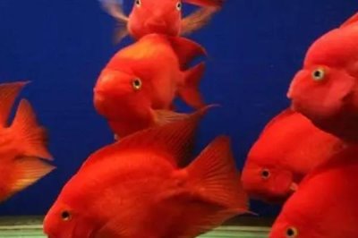 流動水適合養(yǎng)殖什么魚，適合養(yǎng)龍魚、地圖魚、羅漢魚等
