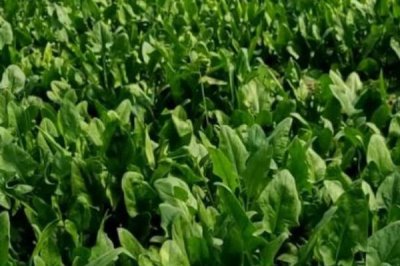 越冬菠菜什么時(shí)候種植，可在平均氣溫在17-19℃時(shí)播種