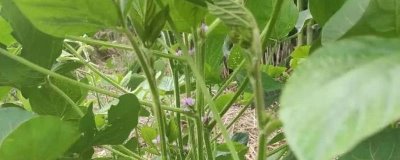 沈農(nóng)豆27大豆種子簡介，每畝用藥量100克