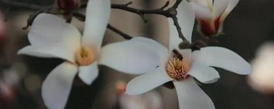 白玉蘭何時(shí)開(kāi)花，一般為3-5月份