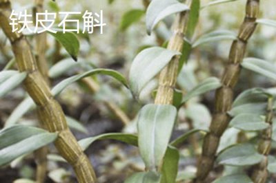哪里產(chǎn)出的鐵皮石斛比較好，有名的產(chǎn)地包括福建、浙江、廣西等省份