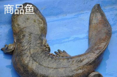 娃娃魚商品魚和種魚的鑒別方法，商品魚的色澤一般比較蒼白