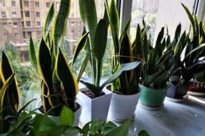 家養(yǎng)虎皮蘭不吉利嗎，家里養(yǎng)虎皮是不吉利的