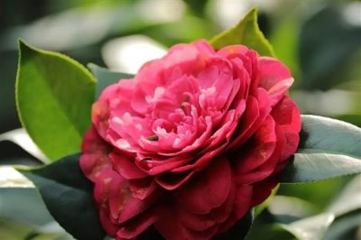山茶花的花語(yǔ)是什么，寓意謙讓高潔、理想的愛(ài)等