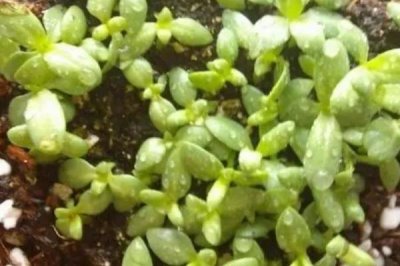 菠菜的生長過程介紹，包括萌芽、幼苗、生長和抽重期