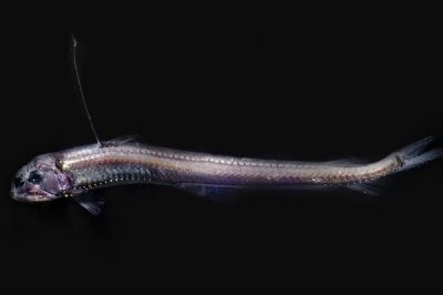 毒蛇魚(yú)屬于什么魚(yú),是巨口魚(yú)科蝰魚(yú)屬深海魚(yú)類