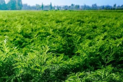川芎的種植效益,主要取決于實(shí)際產(chǎn)量