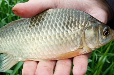 鯽魚(yú)最敏感的味道，小鯽魚(yú)喜歡香腥味、大鯽魚(yú)喜歡清淡味