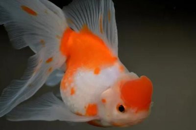 小金魚能曬太陽嗎，可以但不能接受太強烈的光線