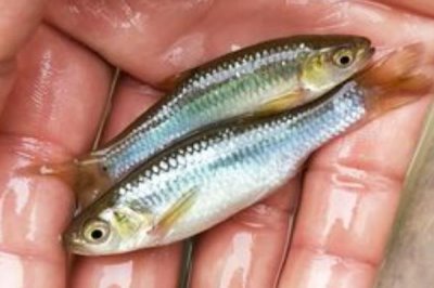 麥穗魚(yú)是什么魚(yú),是常見(jiàn)的小型淡水魚(yú)類(lèi)