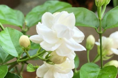 白色花卉品種，包括水仙花、梔子花、茉莉花等種類