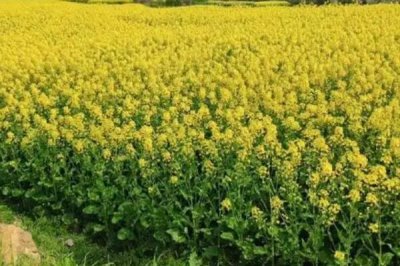 夏收時間，一般是5-6月份