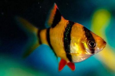 清道夫能和金魚混養(yǎng)嗎，不能和金魚混養(yǎng)