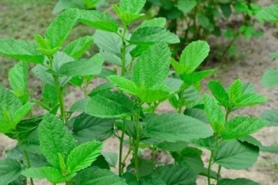 常見的補骨脂病害與防治方法，種植前對土壤消毒可降低發(fā)病率