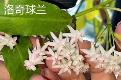 球蘭怎么養(yǎng)殖以及要注意什么，需按照“見干見濕”的原則提供水分