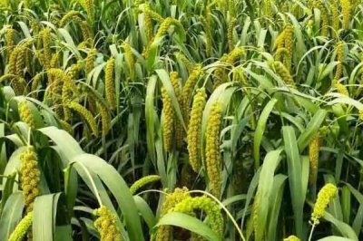農(nóng)村熱門的五個(gè)項(xiàng)目，可種植野菜、玫瑰、靈芝、蘑菇、粗糧