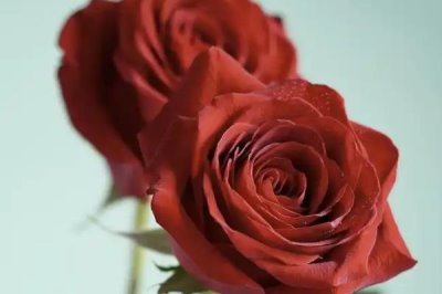 紅玫瑰2朵一般送給誰，通常送給戀人