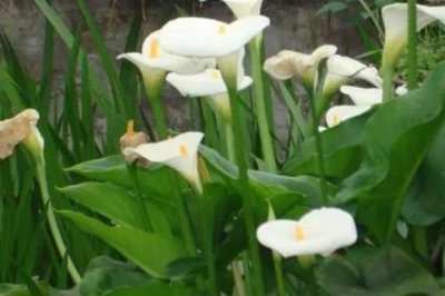 馬蹄蓮的花語，不同顏色的花語不同
