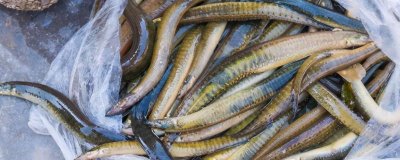 農(nóng)村養(yǎng)刺鰍魚的前景，目前來看前景比較樂觀