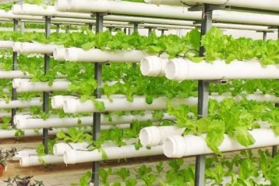 蔬菜的水培方法，可將蔬菜栽種至定植杯中、再鑲嵌于浮板各孔上