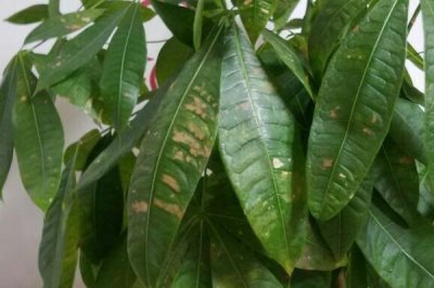 發(fā)財(cái)樹葉斑病的預(yù)防方式，種植密度適宜且雨后及時(shí)排水等