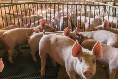 夏天怎么讓豬快速生長(zhǎng)，需注意做好通風(fēng)降溫等措施