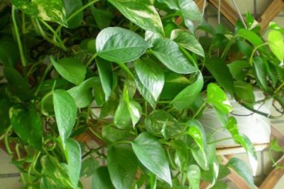 綠蘿的種植方法，選擇肥力充足且通透性強(qiáng)的土壤