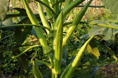 哪些種植項目的畝收入可達到五萬元，適宜選擇有藏紅花、黃精、巴旦木等品種