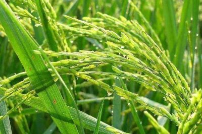 龍慶粳2水稻種子簡(jiǎn)介，普通粳稻品種