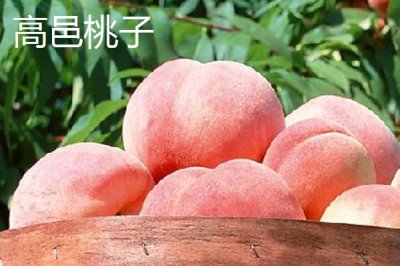 河北石家莊有哪些特色水果，著名特產(chǎn)包括雪花梨