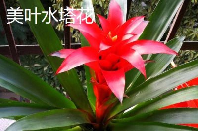 水塔花的種類，不同品種的葉片顏色不一