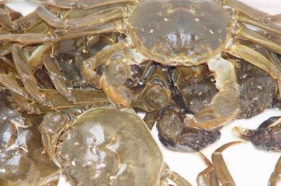 姜堰籪蟹是哪里的特產(chǎn)，是泰州市姜堰區(qū)特產(chǎn)