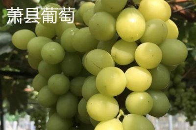 安徽省蕭縣的特產(chǎn)，高灘蘿卜久負盛名